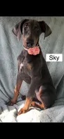 Sky, a female Doberman Pinscher for sale in Albany, OH – 6 of 7