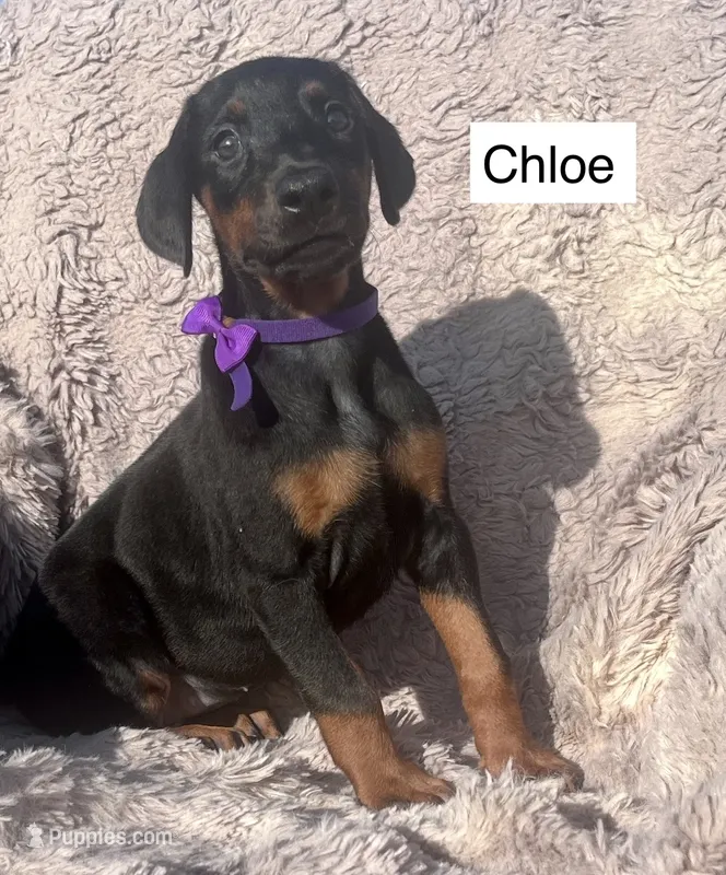 Chloe – Doberman Pinscher puppy for sale in Albany, OH