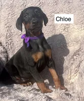Chloe, a female Doberman Pinscher for sale in Albany, OH – 1 of 4