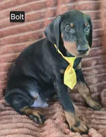 Bolt, a male Doberman Pinscher for sale in Albany, OH – 3 of 6