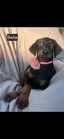 Bella WEEKEND SPECIAL $250 OFF!, a female Doberman Pinscher for sale in Albany, OH – 4 of 10