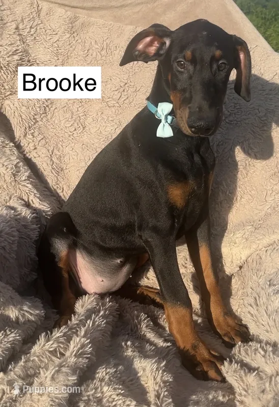 Brooke – Doberman Pinscher puppy for sale in Albany, OH