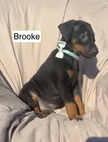 Brooke, a female Doberman Pinscher for sale in Albany, OH – 6 of 7