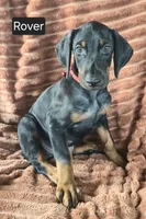 Rover, a male Doberman Pinscher for sale in Albany, OH – 3 of 5