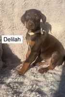 Delilah, a female Doberman Pinscher for sale in Albany, OH – 3 of 4