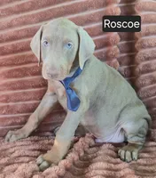 Roscoe, a male Doberman Pinscher for sale in Albany, OH – 3 of 6