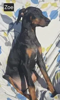 WEEKEND SPECIAL $300 OFF "Zoe", a female Doberman Pinscher for sale in Albany, OH – 4 of 7