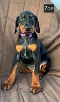 Zoe, a female Doberman Pinscher for sale in Albany, OH – 2 of 5