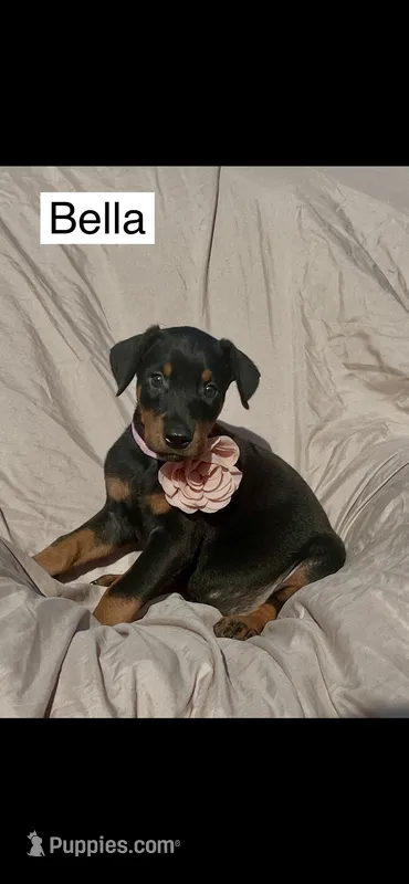 Bella – Doberman Pinscher puppy for sale in Albany, OH