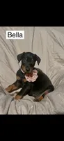 Bella, a female Doberman Pinscher for sale in Albany, OH – 1 of 6