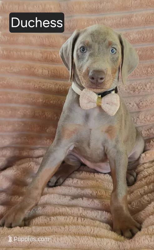Duchess – Doberman Pinscher puppy for sale in Albany, OH