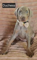 Duchess, a female Doberman Pinscher for sale in Albany, OH – 1 of 5