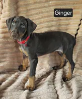 Ginger, a female Doberman Pinscher for sale in Albany, OH – 7 of 7