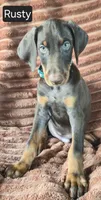 Rusty, a male Doberman Pinscher for sale in Albany, OH – 2 of 7