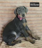 Willow, a female Doberman Pinscher for sale in Albany, OH – 5 of 5