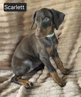 Scarlett , a female Doberman Pinscher for sale in Albany, OH – 4 of 6
