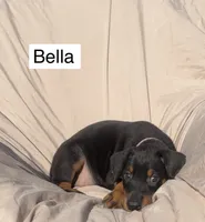 Bella, a female Doberman Pinscher for sale in Albany, OH – 4 of 6