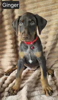 Ginger, a female Doberman Pinscher for sale in Albany, OH – 2 of 7