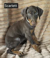 Scarlett , a female Doberman Pinscher for sale in Albany, OH – 6 of 6