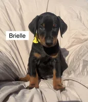 Briella, a female Doberman Pinscher for sale in Albany, OH – 5 of 7
