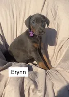 Brynn, a female Doberman Pinscher for sale in Albany, OH – 3 of 5