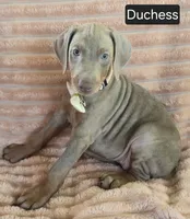 Duchess, a female Doberman Pinscher for sale in Albany, OH – 5 of 5