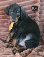 Bolt, a male Doberman Pinscher for sale in Albany, OH – 4 of 6