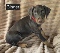Ginger, a female Doberman Pinscher for sale in Albany, OH – 3 of 7