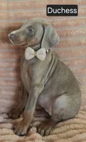 Duchess, a female Doberman Pinscher for sale in Albany, OH – 4 of 5
