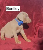 Bentley, a male Doberman Pinscher for sale in Albany, OH – 5 of 5