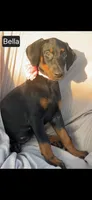 Bella WEEKEND SPECIAL $250 OFF!, a female Doberman Pinscher for sale in Albany, OH – 6 of 10