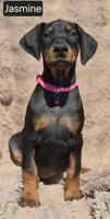 Jasmine, a female Doberman Pinscher for sale in Albany, OH – Photo 3 of 6