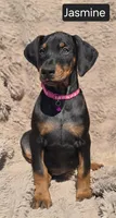 Jasmine, a female Doberman Pinscher for sale in Albany, OH – Photo 2 of 6