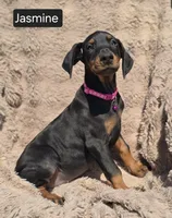 Jasmine, a female Doberman Pinscher for sale in Albany, OH – Photo 6 of 6