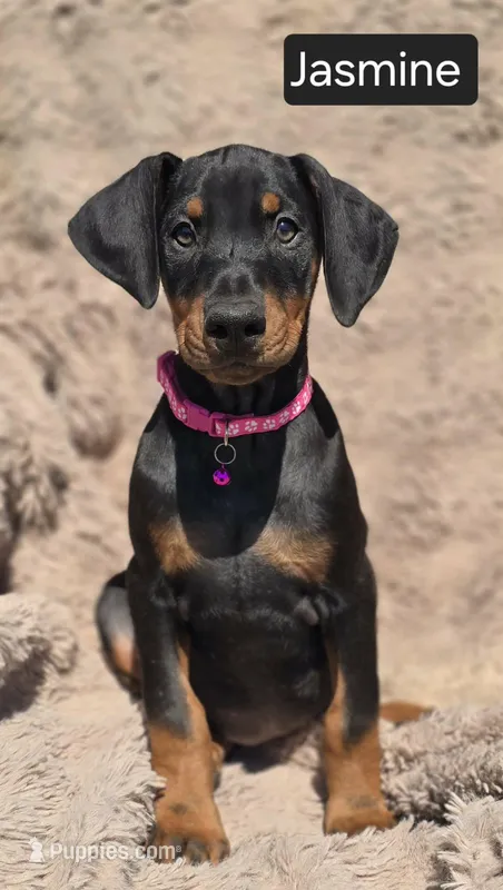 Jasmine – Doberman Pinscher puppy for sale in Albany, OH
