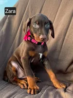 Zara, a female Doberman Pinscher for sale in Albany, OH – 4 of 5
