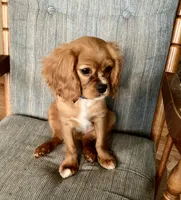 Teddy, a male Cavalier King Charles Spaniel for sale in Delphi, IN – 2 of 6