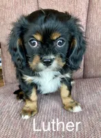 Luther, a male Cavalier King Charles Spaniel for sale in Delphi, IN – Photo 3 of 6