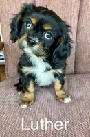 Luther, a male Cavalier King Charles Spaniel for sale in Delphi, IN – Photo 5 of 6