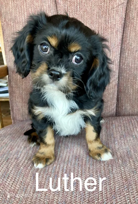 Luther – Cavalier King Charles Spaniel puppy for sale in Delphi, IN