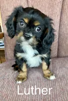Luther, a male Cavalier King Charles Spaniel for sale in Delphi, IN – Photo 4 of 6