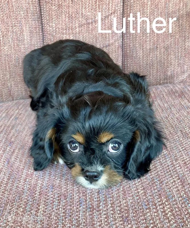 Luther – Cavalier King Charles Spaniel puppy for sale in Delphi, IN