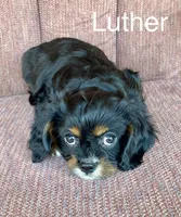 Luther, a male Cavalier King Charles Spaniel for sale in Delphi, IN – Photo 1 of 6