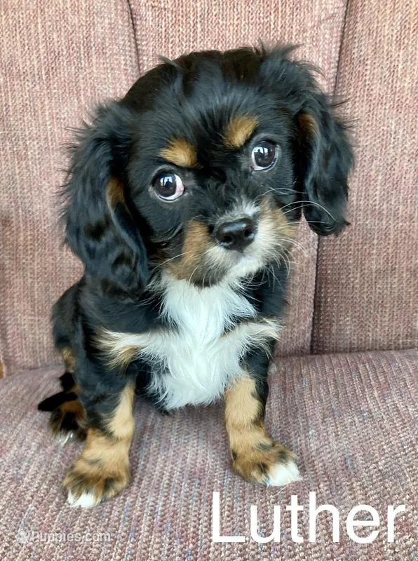 Luther – Cavalier King Charles Spaniel puppy for sale in Delphi, IN