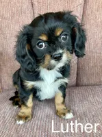 Luther, a male Cavalier King Charles Spaniel for sale in Delphi, IN – Photo 2 of 6