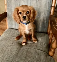Teddy, a male Cavalier King Charles Spaniel for sale in Delphi, IN – 6 of 6