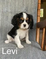 Levi, a male Cavalier King Charles Spaniel for sale in Delphi, IN – 1 of 3