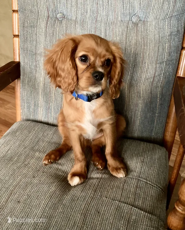 Teddy – Cavalier King Charles Spaniel puppy for sale in Delphi, IN