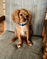 Teddy, a male Cavalier King Charles Spaniel for sale in Delphi, IN – 3 of 6