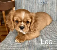 Leo, a male Cavalier King Charles Spaniel for sale in Delphi, IN – Photo 6 of 6